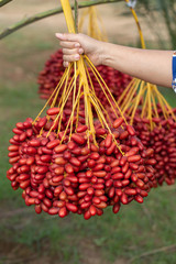 Date palms fruits in hand on a date palms tree. grown in the north of Thailand