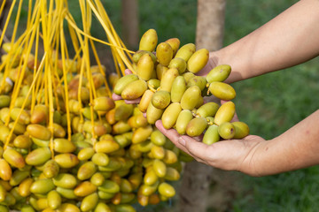 Date palms fruits in hand on a date palms tree. grown in the north of Thailand