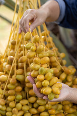 Date palms fruits in hand on a date palms tree. grown in the north of Thailand