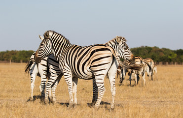 Fototapeta na wymiar zebra goes on the grass