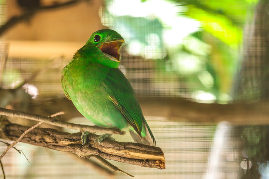 Green  parakeet on the branch