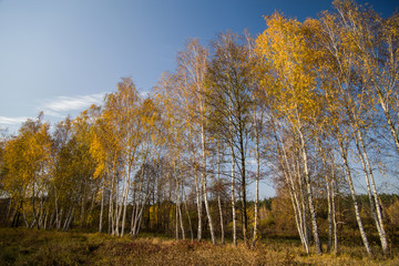 Fototapeta premium Birch trees with yellow leaves on a sunny day. Autumn landscape.