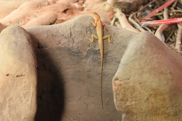 Small Orange Brown Indian Garden Lizard Full frame sort