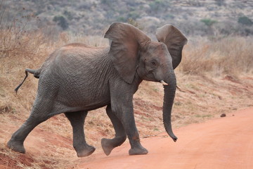 elephan
