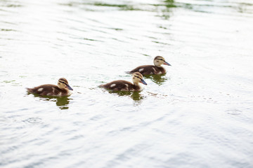 Ducks on the water pond