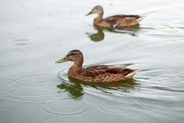 Ducks on the water pond