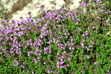 Thickets of the blossoming thyme creeping (a thyme ordinary) (Thymus serpyllum L.)