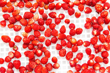 wild strawberry on white background