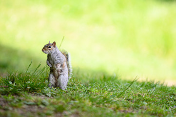 Woodland Squirrels in British Spring / Summertime
