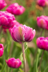 lilac tulip with green leaves in the garden