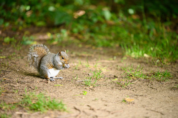 Woodland Squirrels in British Spring / Summertime