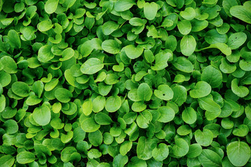 Green salad vegetables grow in plots