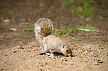 Naklejka na ściany i meble Woodland Squirrels in British Spring / Summertime