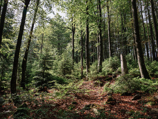 Forest landscape. Beautiful nature.