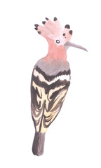 Hoopoe or Upupa epops isolated on white background