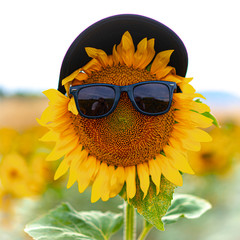 A face on a sunflower, photo of possible profile. Some glasses and a cap on a sunflower