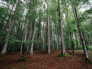trees in the forest landscape