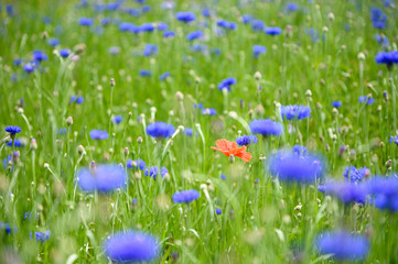 Single poppy amongst purple blue woodland flowers