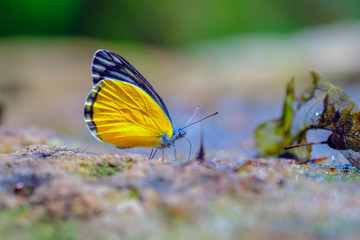 Color butterfly. Butterfly of Thailand.
