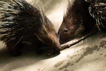 Malayan Porcupine