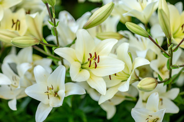 colorful lilies in the garden shot on a clear summer evening