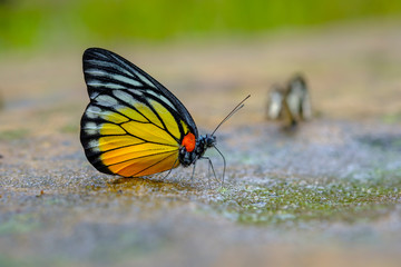 Color butterfly. Butterfly of Thailand.