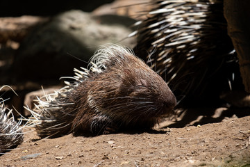 Malayan Porcupine