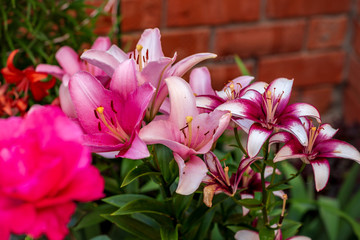 colorful lilies in the garden shot on a clear summer evening