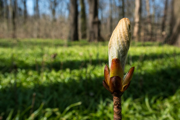 Bud in forest