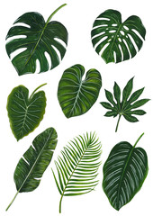Tropical Leaf Watercolor 