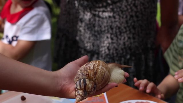 Kids touching snail on the palm of a woman. Giant African snail, Achatina fulica.