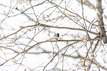 Small black-capped chickadee, poecile atricapillus, tit bird perched on tree branch during winter snow cold in Virginia, gripping shelling sunflower seed between legs feet