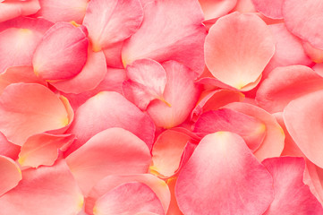 texture pink rose petals