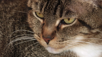 Tabby cat looking angry - obrazy, fototapety, plakaty