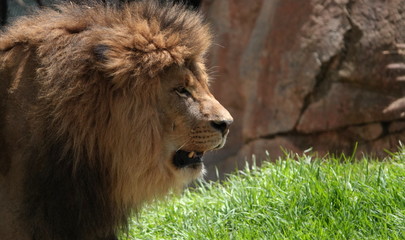 Young male African lion
