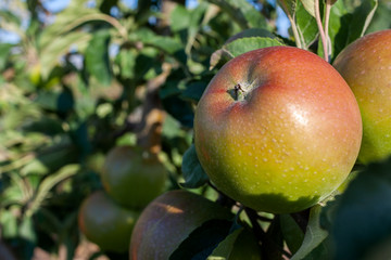 Ripe apples are hanging on the apple tree branch