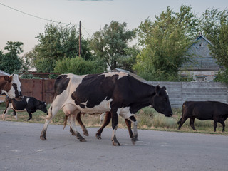 Cows are returning from pasture