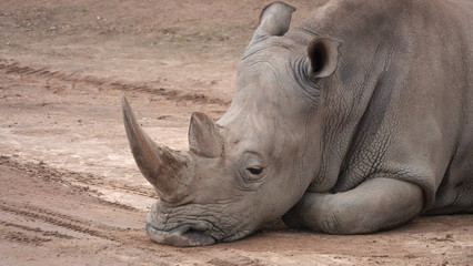 Obraz premium Sad looking captive rhino
