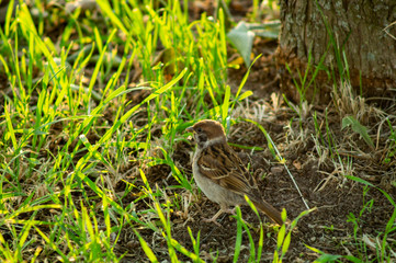 sparrow on the grass