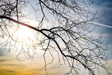 tree on a background of blue sky