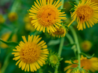 Exuberant elecampane. Yellow meadow flowers, elecampane yellow flowers, lat. Inula helenium, also called horse-heal or elfdock