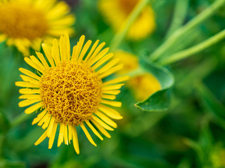 Obraz premium Exuberant elecampane. Yellow meadow flowers, elecampane yellow flowers, lat. Inula helenium, also called horse-heal or elfdock