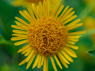 Exuberant elecampane. Yellow meadow flowers, elecampane yellow flowers, lat. Inula helenium, also called horse-heal or elfdock