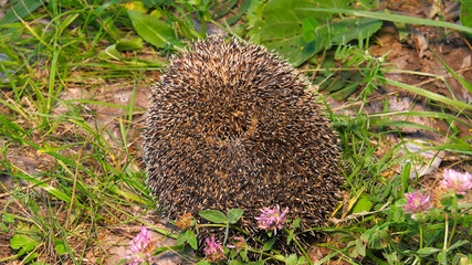 A hedgehog curled up in a ball.