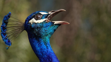 Peacock calling out during mating season