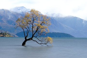 Lone willow tree at lake wanaka new zealand.