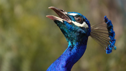 Peacock calling out © Simone