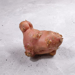 One ugly strange shaped potato on grey concrete background. 