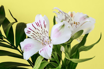 Green leaves and white flowers of alstroemeria, commonly called the Peruvian lily or lily of the Incas on a yellow background. Flowers with white petals for for bouquets and garden decoration.