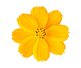 Beautiful yellow cosmos flower isolated on white background with clipping path. - Powered by Adobe